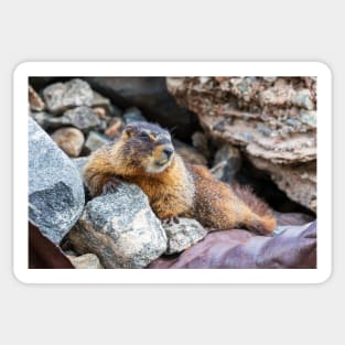 Marmot Sticker